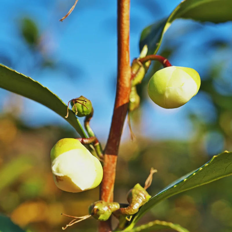 Tea Tree Live Plant - Camellia Sinensis Starter Herb Plant 5-8 Inches