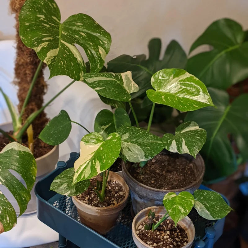 Thai Constellation Monstera Plant Live Rare Monstera House Plant 5-6 Inches