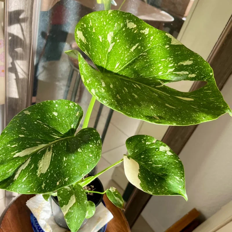 Thai Constellation Monstera Plant Live Rare Monstera House Plant 5-6 Inches