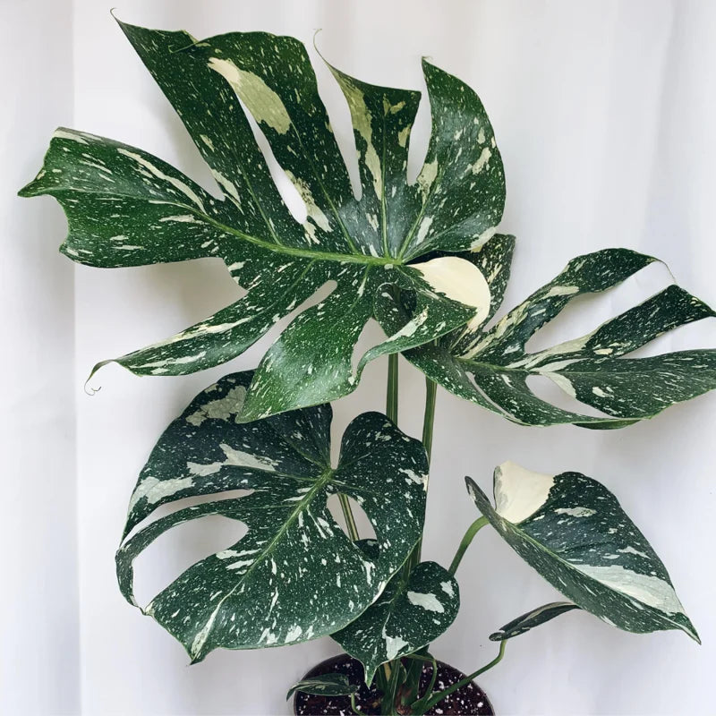Thai Constellation Monstera Plant Live Rare Monstera House Plant 5-6 Inches