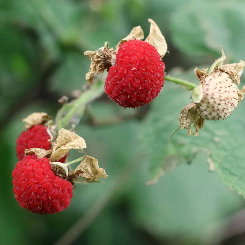 Thimbleberry Live Plant - 6-10 Inch Potted Sweet Red Berry Fruit Plant for Garden