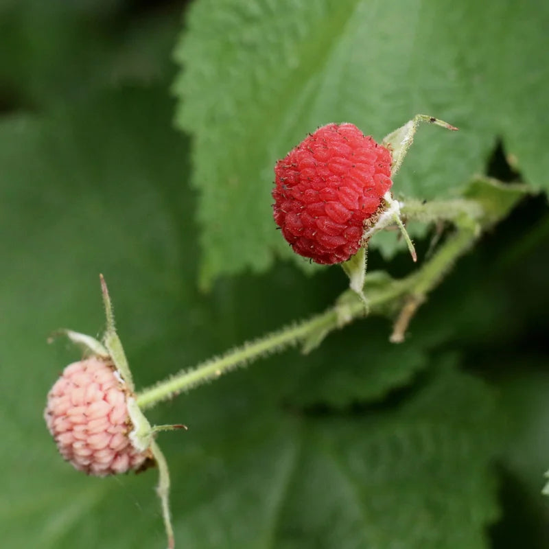 Thimbleberry Live Plant - 6-10 Inch Potted Sweet Red Berry Fruit Plant for Garden