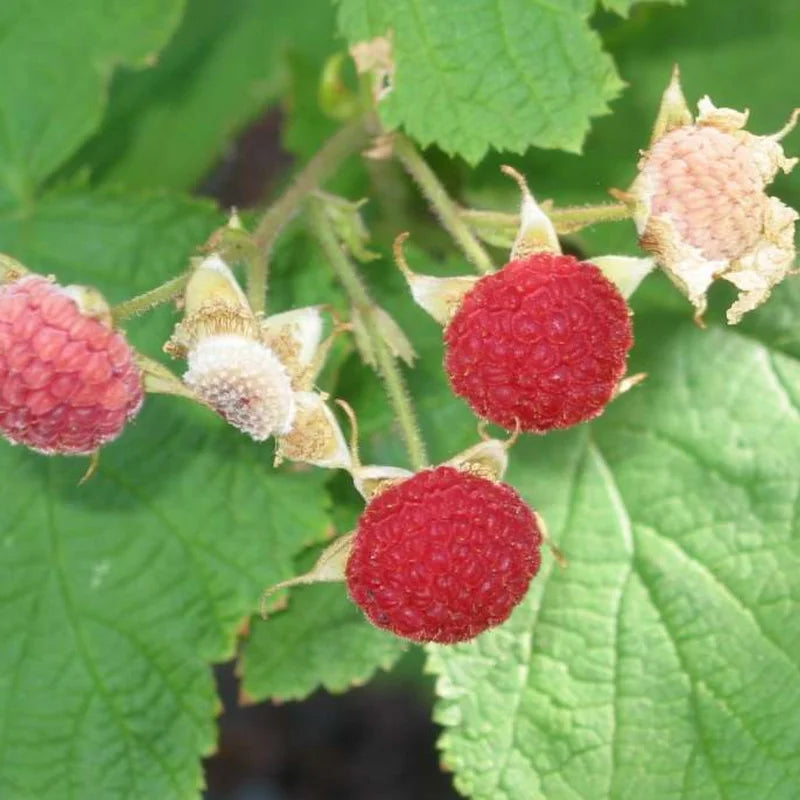 Thimbleberry Plant - 6-10 Inch Red Berry Plant - Outdoor Garden
