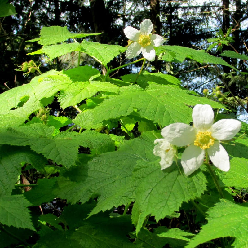 Thimbleberry Plant - 6-10 Inch Red Berry Plant - Outdoor Garden