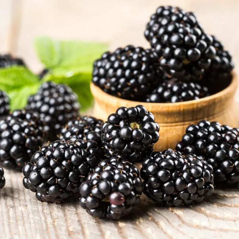 Pack 4 Chester Thornless Everbearing  Blackberry Plants Live for Growing,  High-Yield Blackberry