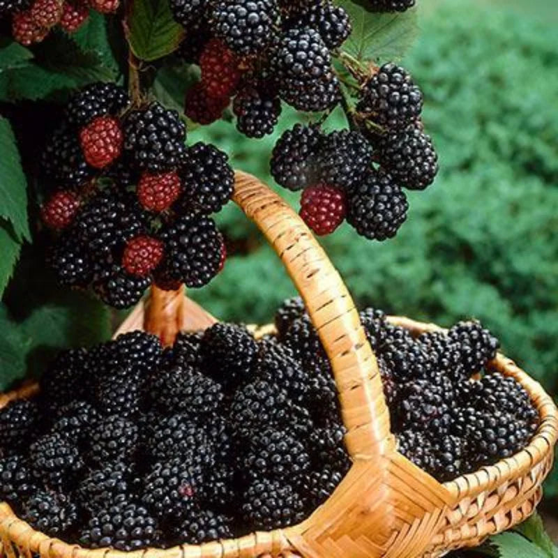 Pack 4 Chester Thornless Everbearing  Blackberry Plants Live for Growing,  High-Yield Blackberry
