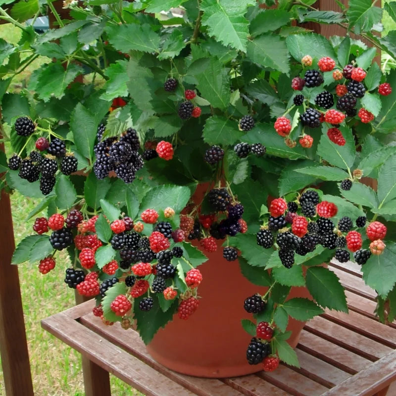 Triple Crown Thornless Blackberry Plants - 4 Pack Live Bushes - High-Yield Blackberry
