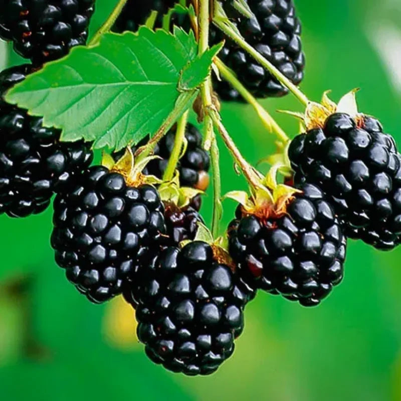 Triple Crown Thornless Blackberry Plants - 4 Pack Live Bushes - High-Yield Blackberry