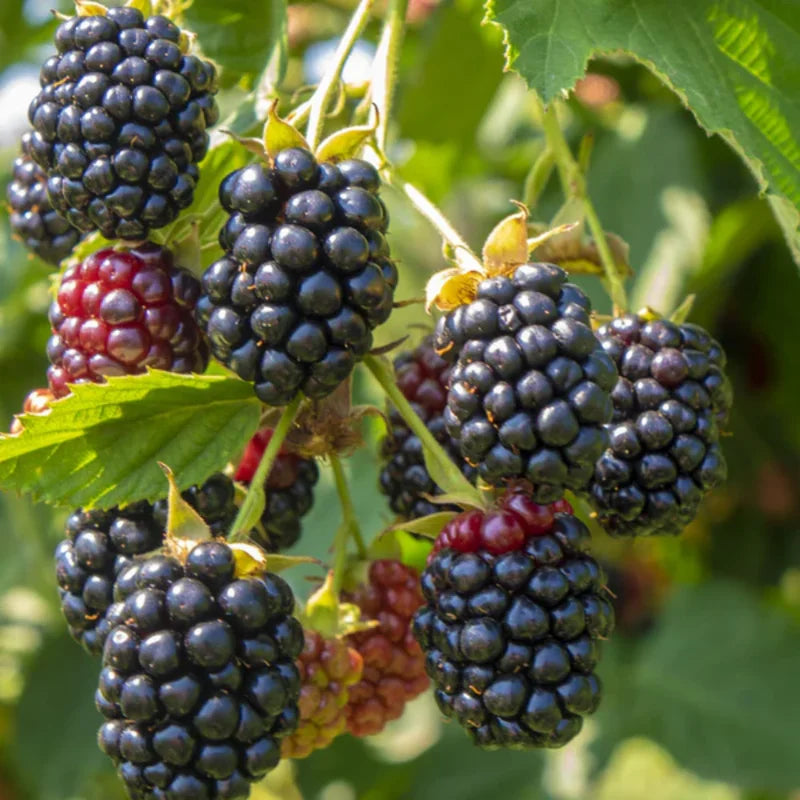 Pack 4 Ark Freedom Thornless Everbearing Blackberry Plants Live- High-Yield Variety
