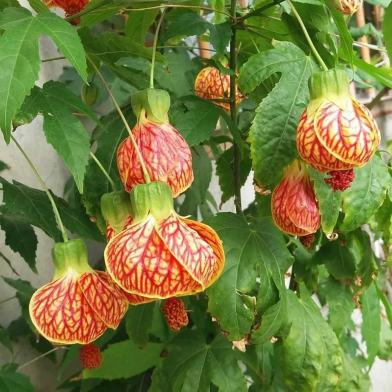 Tiger Eye Abutilon Plant - Flowering Maple Rooted Plant 4-6 Inch