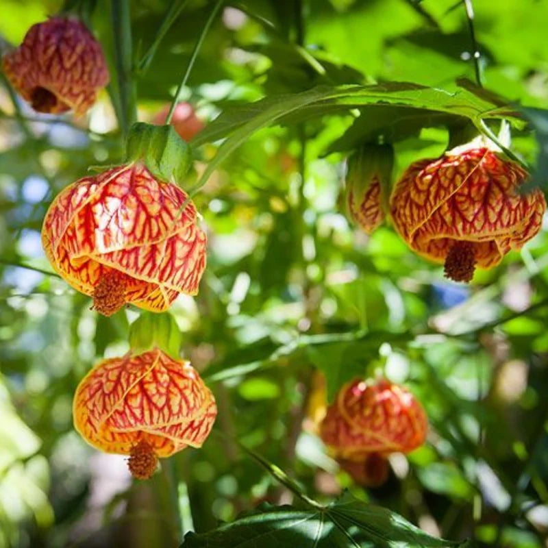Tiger Eye Abutilon Plant - Flowering Maple Rooted Plant 4-6 Inch