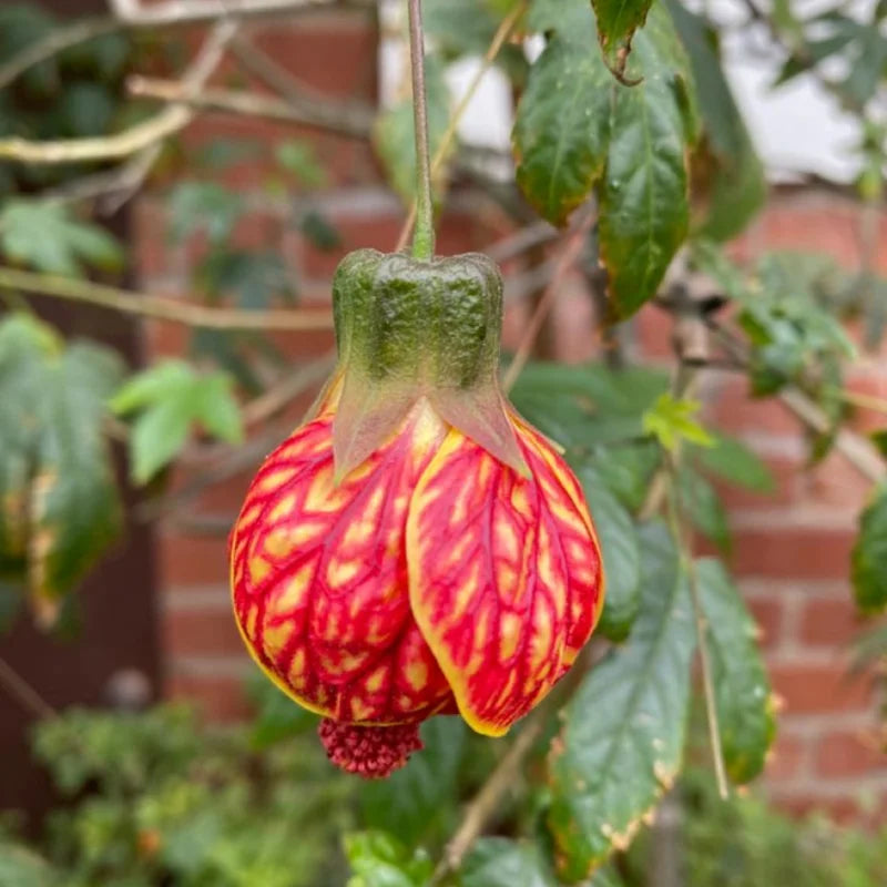 Tiger Eye Abutilon Plant - Flowering Maple Rooted Plant 4-6 Inch
