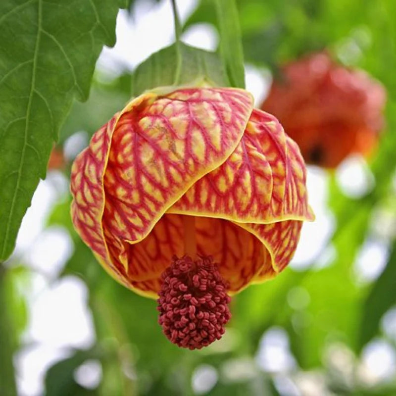 Tiger Eye Abutilon Plant - Flowering Maple Rooted Plant 4-6 Inch