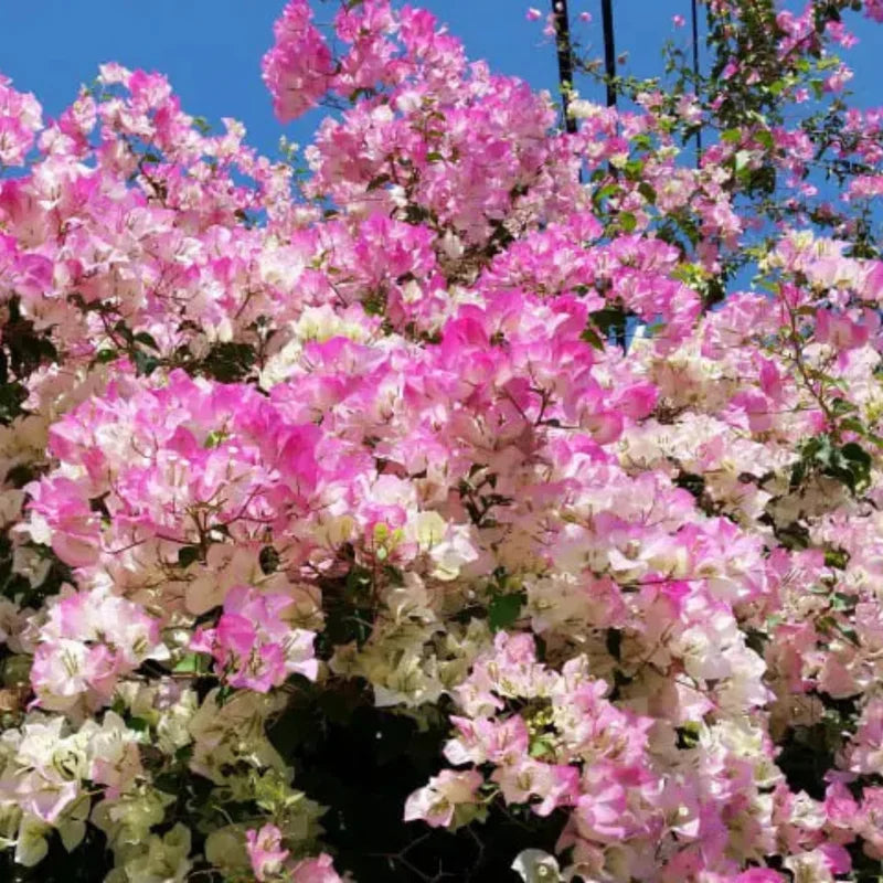 2 Bougainvillea Plants Live - Trailing Flowering Vines 5-9" Tall - Outdoor Garden Patio