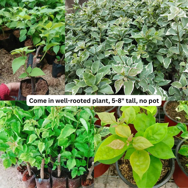 2 Bougainvillea Plants Live - Trailing Flowering Vines 5-9" Tall - Outdoor Garden Patio