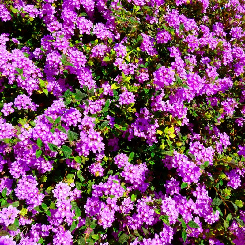 Trailing Lantana Live Plants - 3 Purple Plants, 4-6 Inch Size