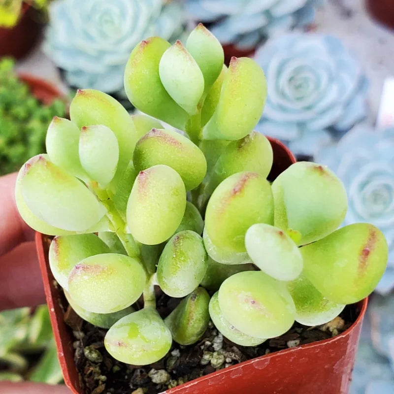 Hanging Cotyledon Pendens Trailing Succulent Live Plant 2 Inch Pot - Cascading Beauty