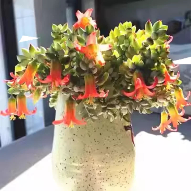 Hanging Cotyledon Pendens Trailing Succulent Live Plant 2 Inch Pot - Cascading Beauty