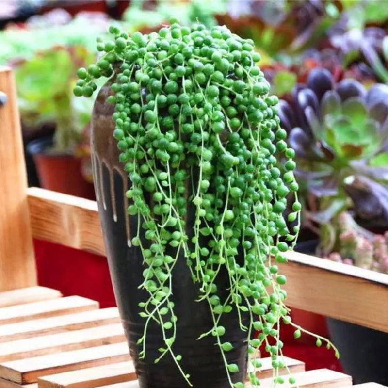 Trailing Succulent Vine Plant - Rare Live Indoor Plant In Pot