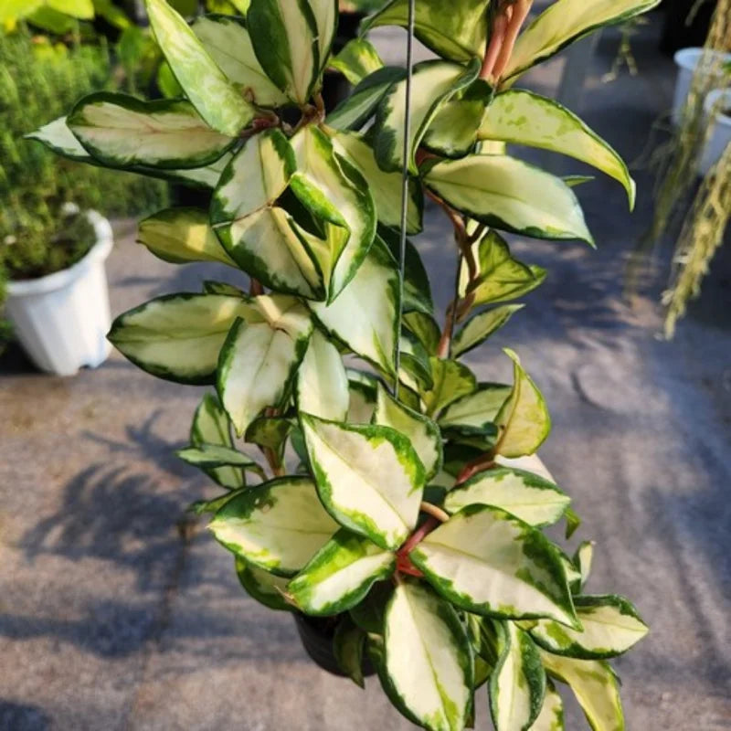 Tricolor Hoya Carnosa Plant 2 Inch Pot - Live Indoor Hanging Houseplant