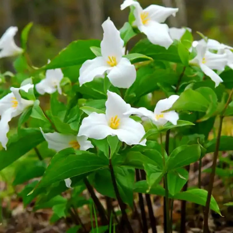 Trillium Flower Bulbs Mix - 20 Roots - Yellow Red White for Gardening