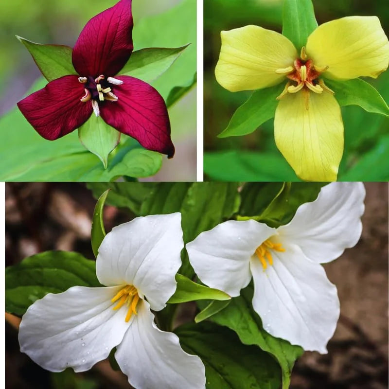 Trillium Flower Bulbs Mix - Yellow, Red, White - 10 Large Roots Ready to Plant