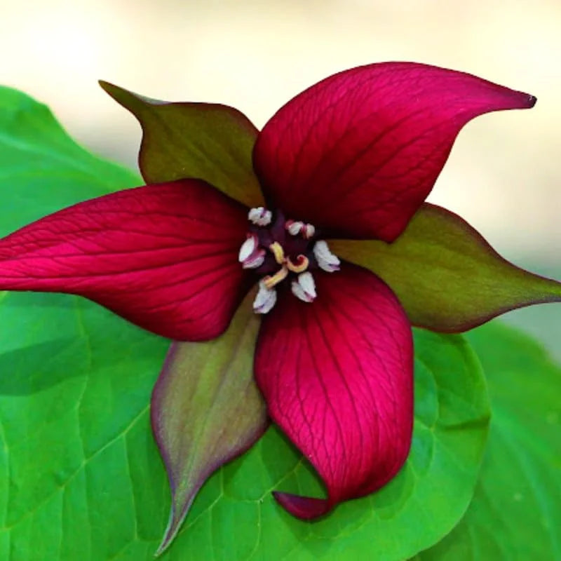 Trillium Flower Bulbs Mix - Yellow, Red, White - 10 Large Roots Ready to Plant