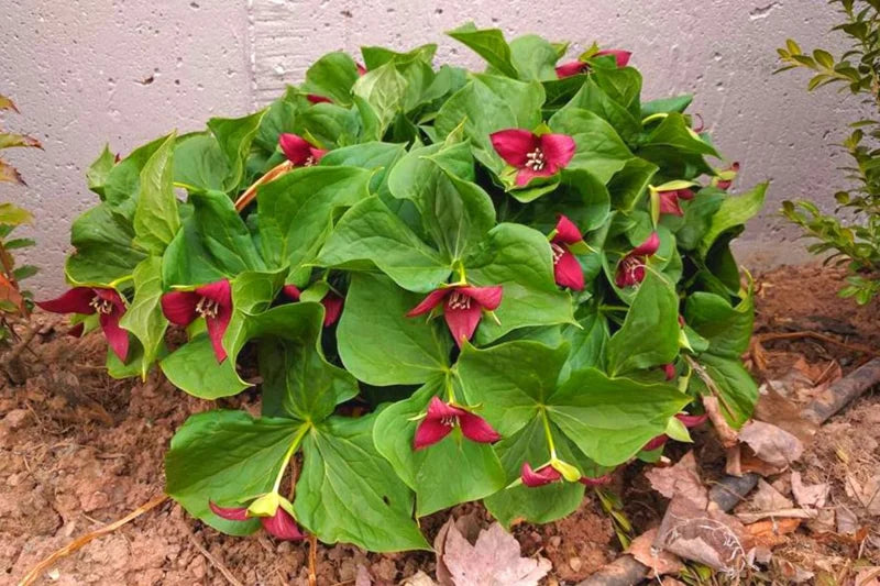 Trillium Flower Bulbs Mix - Yellow, Red, White - 10 Large Roots Ready to Plant