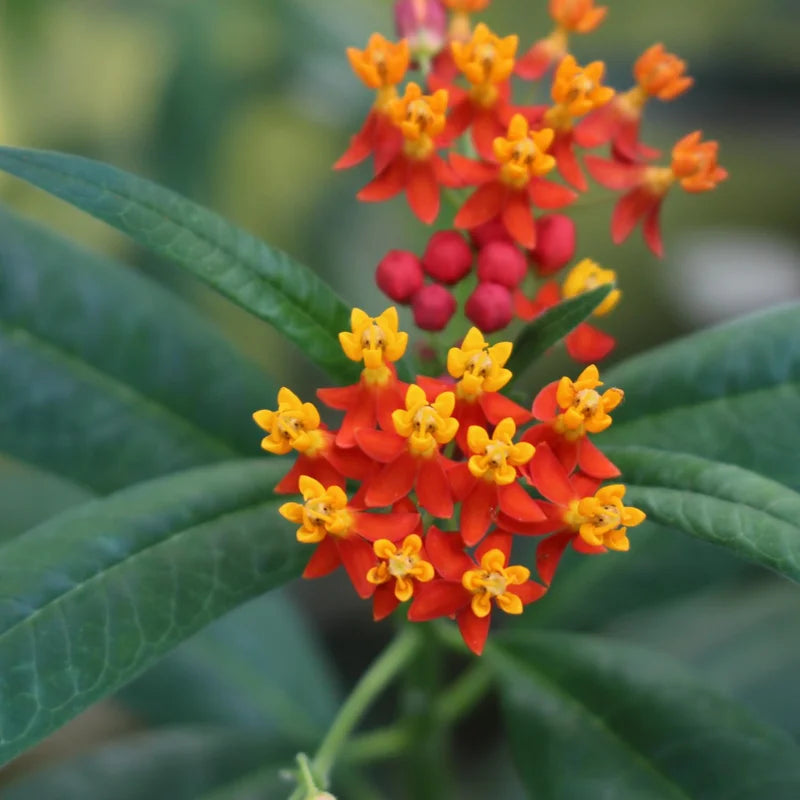 Tropical Red Milkweed Plants 4-6 Inch - Butterfly Attractant