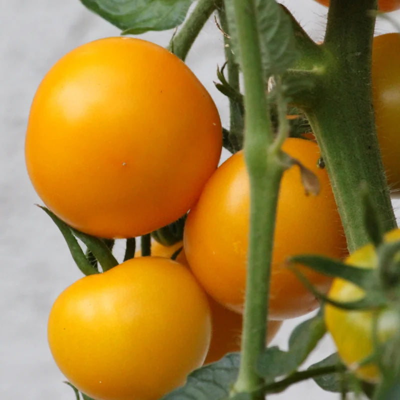 Tumbling Tom Yellow Cherry Tomato Plant 2.5" Pot Vegetable