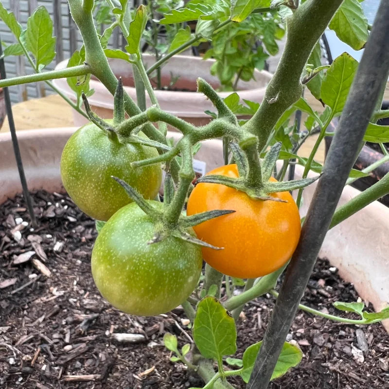 Tumbling Tom Yellow Cherry Tomato Plant 2.5" Pot Vegetable