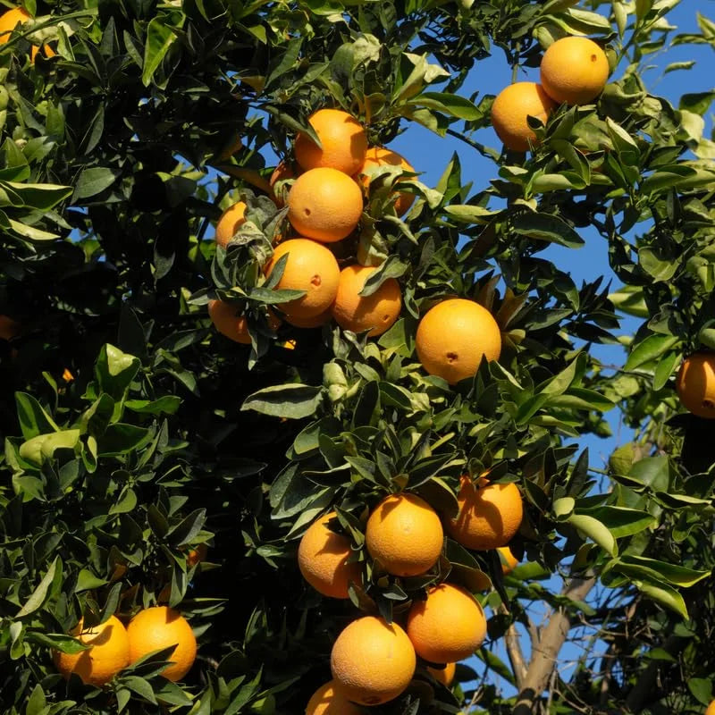 Valencia Orange Tree - Live Plant - 2 to 3 Feet Tall - Fruit Tree