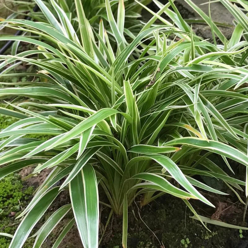 Variegated Spider Plant - 4 Inch Potted Houseplant - Easy Care