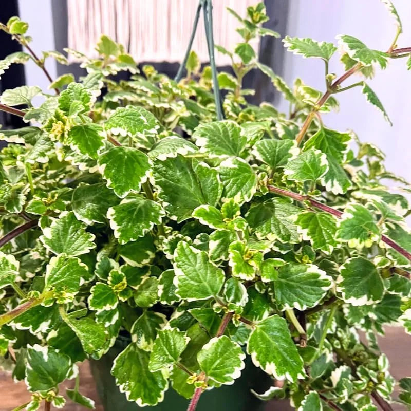 Variegated Swedish Ivy Plant - Live Plectranthus Indoor Vine - 4 Inch Pot
