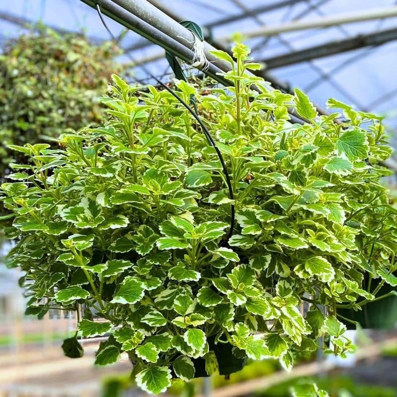 Variegated Swedish Ivy Plant - Live Plectranthus Indoor Vine - 4 Inch Pot