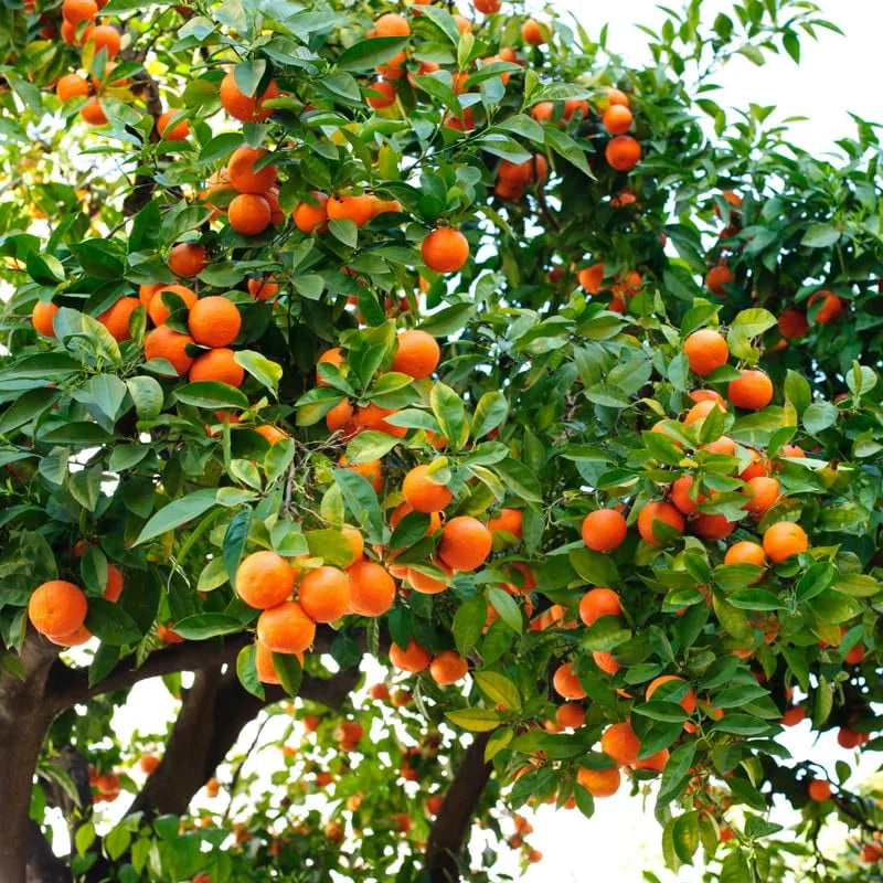 Vernia Orange Tree - 2 to 3 Feet Tall - Potted Citrus Tree