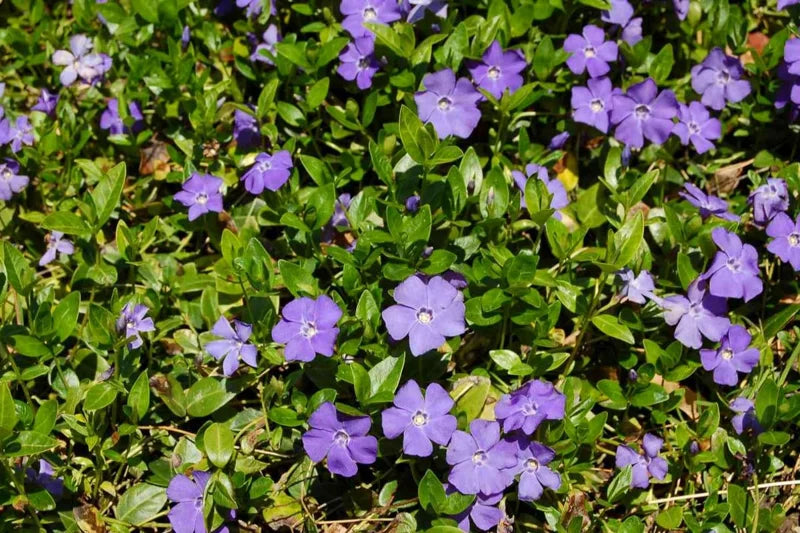 Vinca Plants Live - 2 Creeping Periwinkle Ground Cover Plants 4-6 Inches Tall in 4 Inch Pot