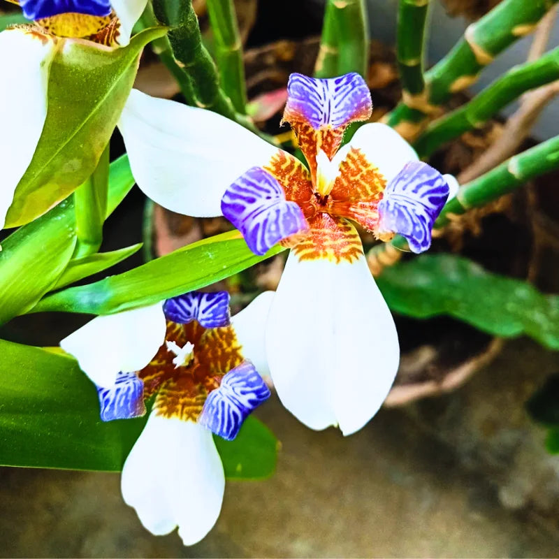 Walking Iris Flower Plants 4-Pack, 5-7 Inches, Purple Iris - No Pot