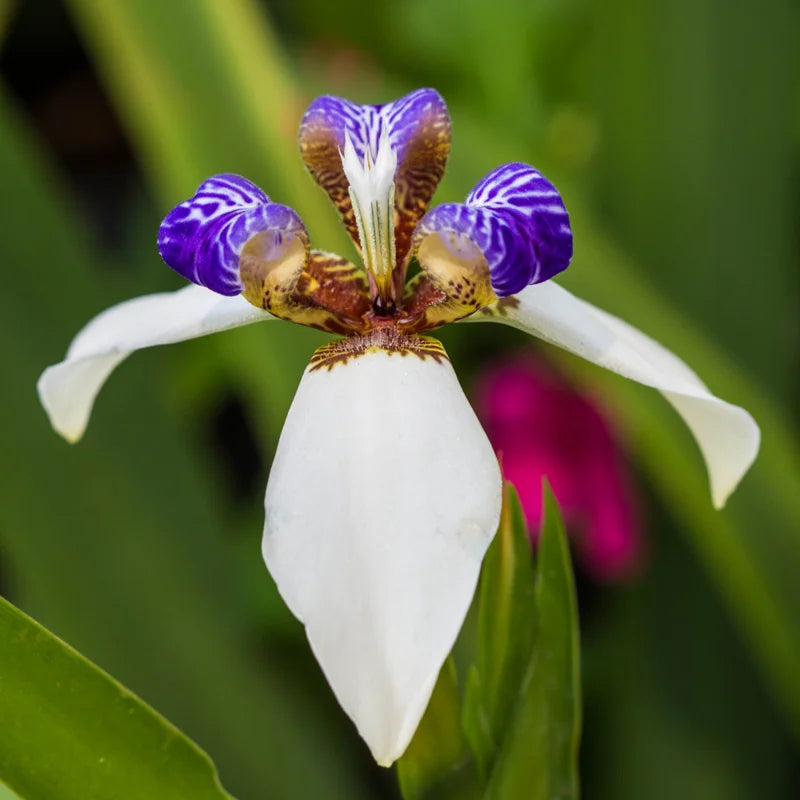 Walking Iris Flower Plants 4-Pack, 5-7 Inches, Purple Iris - No Pot