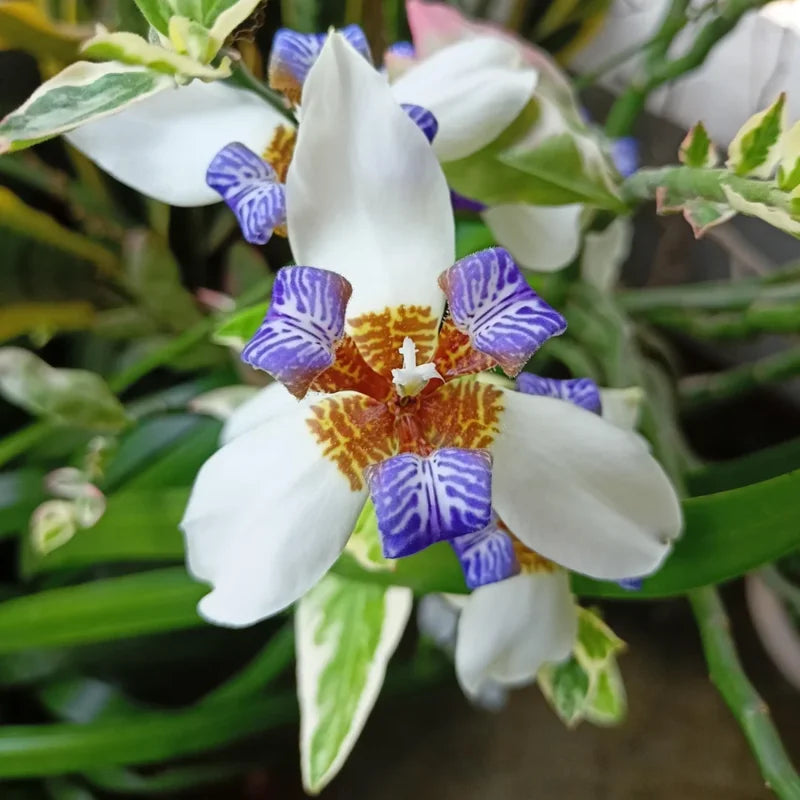 Walking Iris Flower Plants 4-Pack, 5-7 Inches, Purple Iris - No Pot