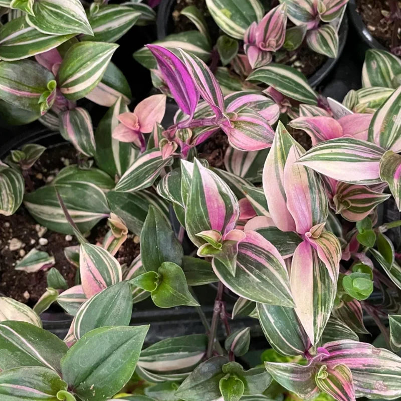 Wandering Jew Live Plant - Tricolor Tradescantia - 4 Inch Potted Vine