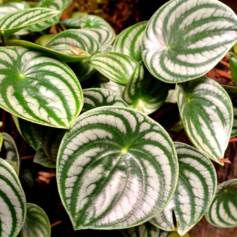 Watermelon Peperomia Plant, 4 Inch Pot
