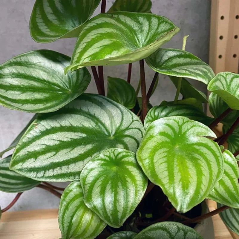 Watermelon Peperomia Plant, 4 Inch Pot