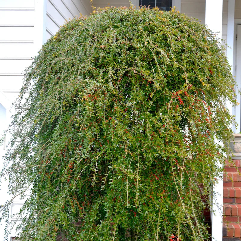 2 Weeping Yaupon Holly Trees Live Plants - 4-8" Tall - Hedge Border Plants