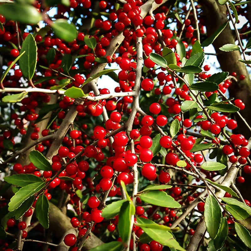 2 Weeping Yaupon Holly Trees Live Plants - 4-8" Tall - Hedge Border Plants