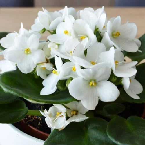 White African Violet Live Plant - 4 Inch Pot Flowering Perennial Houseplant