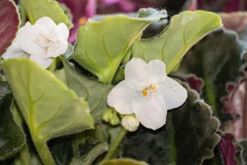 White African Violet Live Plant 4 Inch Potted Indoor Outdoor Flower Plant