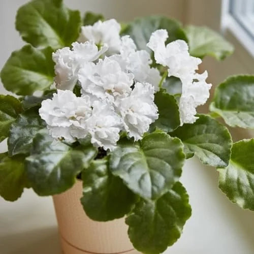 White African Violet Plant Live Flowering in 4 Inch Pot Houseplant