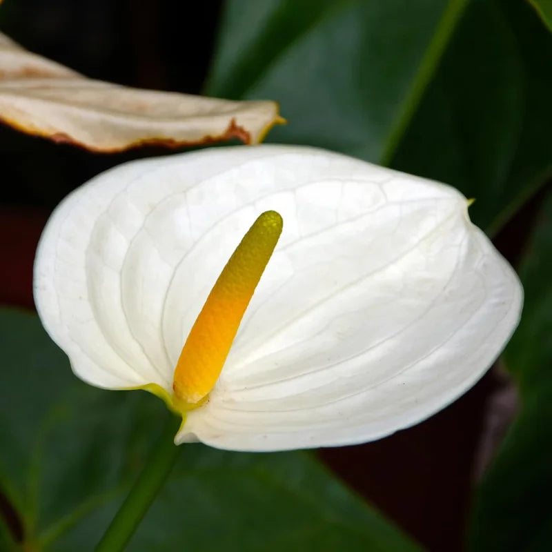 White Anthurium Plant, 3 Inch Pot - Miniature Blooming