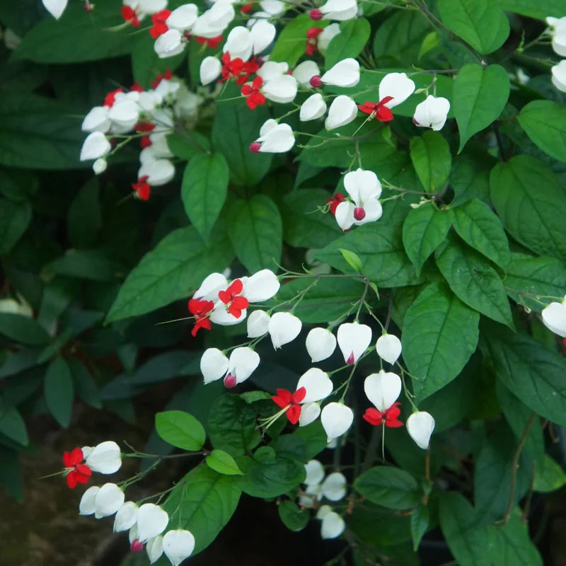 White Bleeding Heart Plant Clerodendrum - 8 to 10 Inch Tall Blooming Shrub